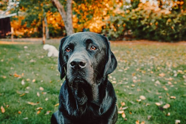 labrador breed types