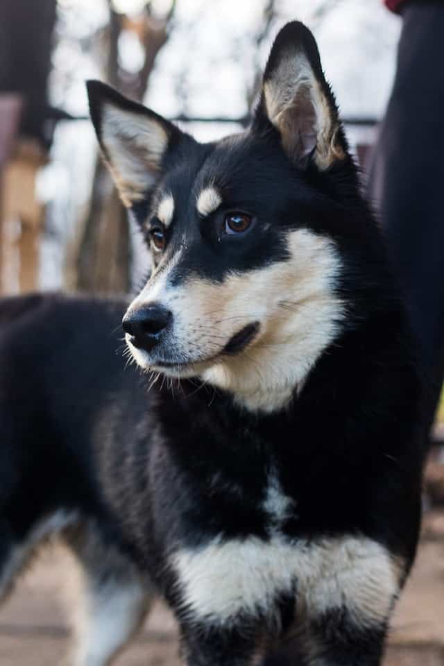 husky lab, huskador.