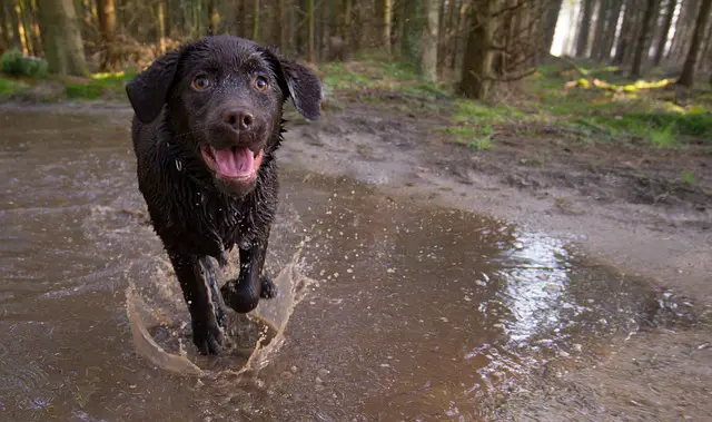 running with labrador