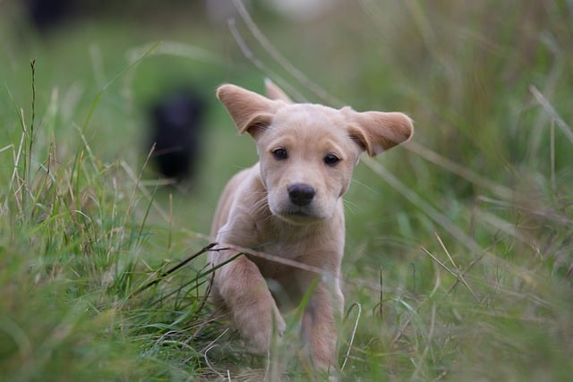 labrador retriever speed