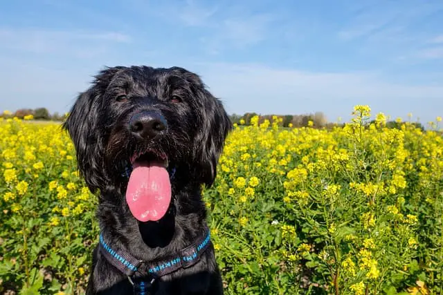 temperament of labradoodles