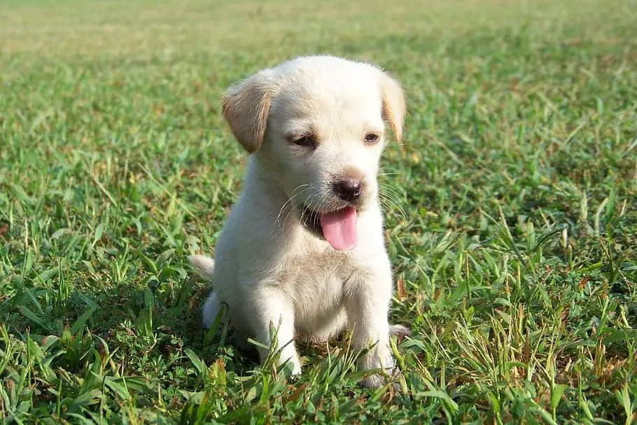 miniature labs