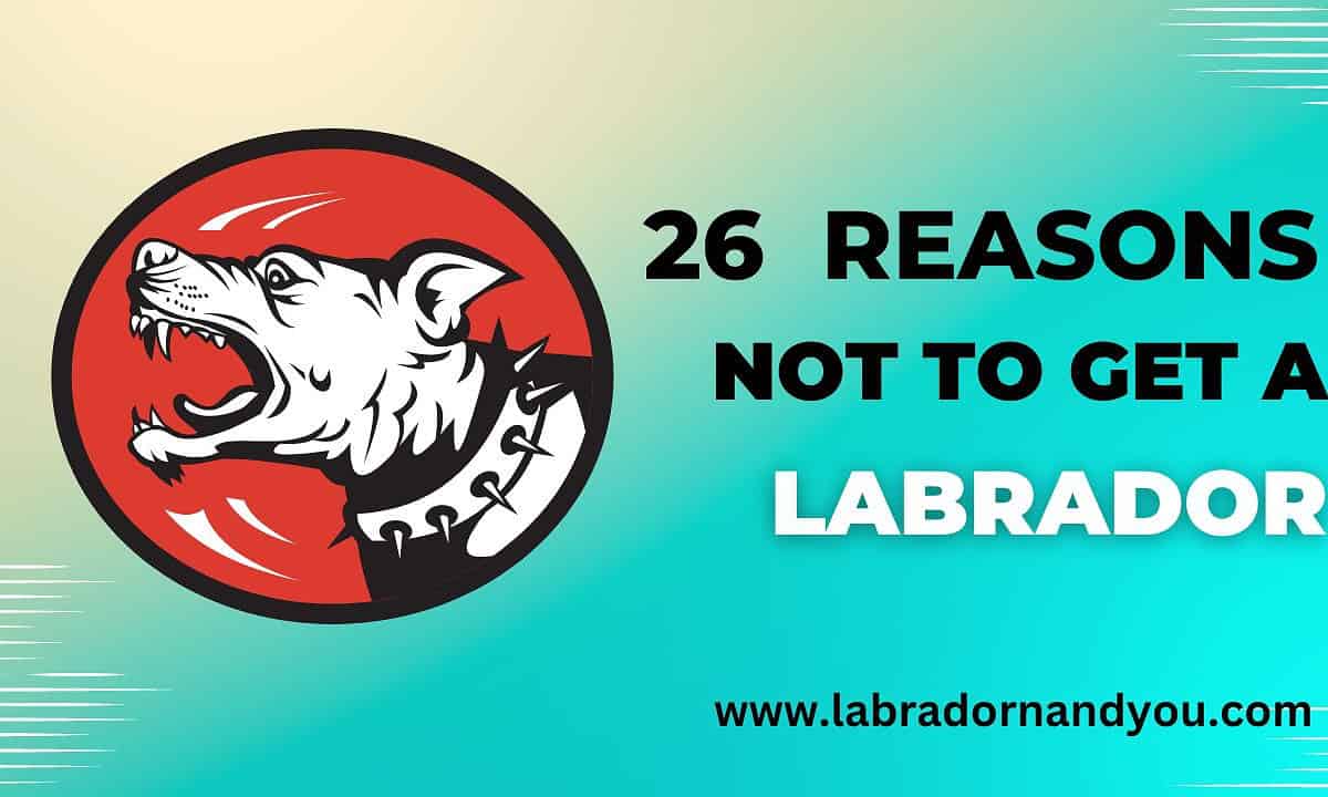 26 Reasons Not To Get A Labrador In 2024