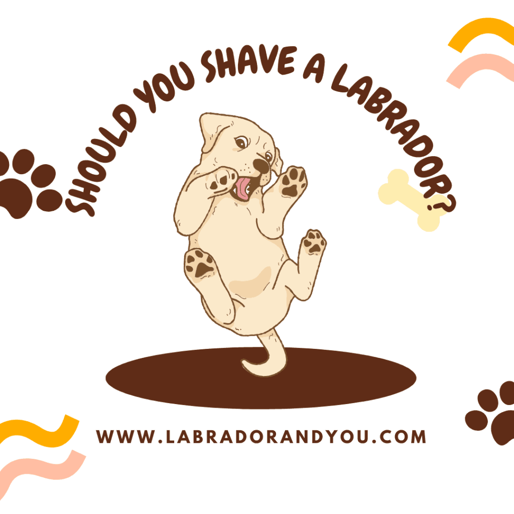 shaved labrador