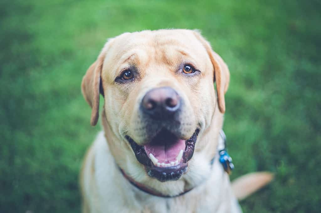 Weimaraner vs labrador