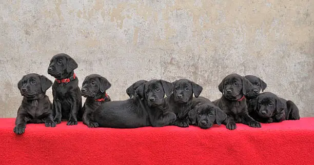 training a black lab puppy