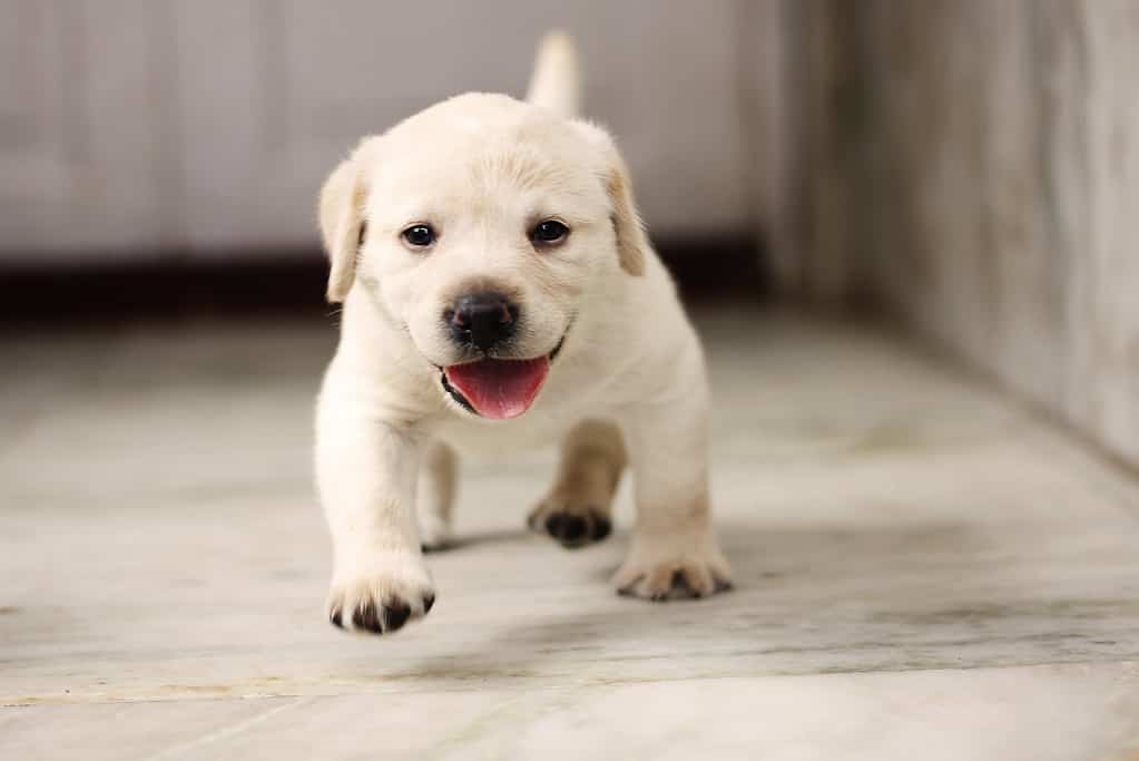 newborn labrador