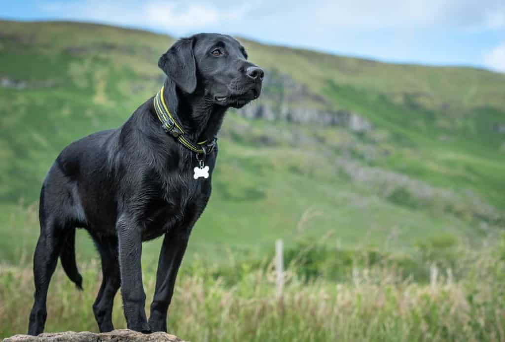 Labrador Retriever ; pent up energy; other animals