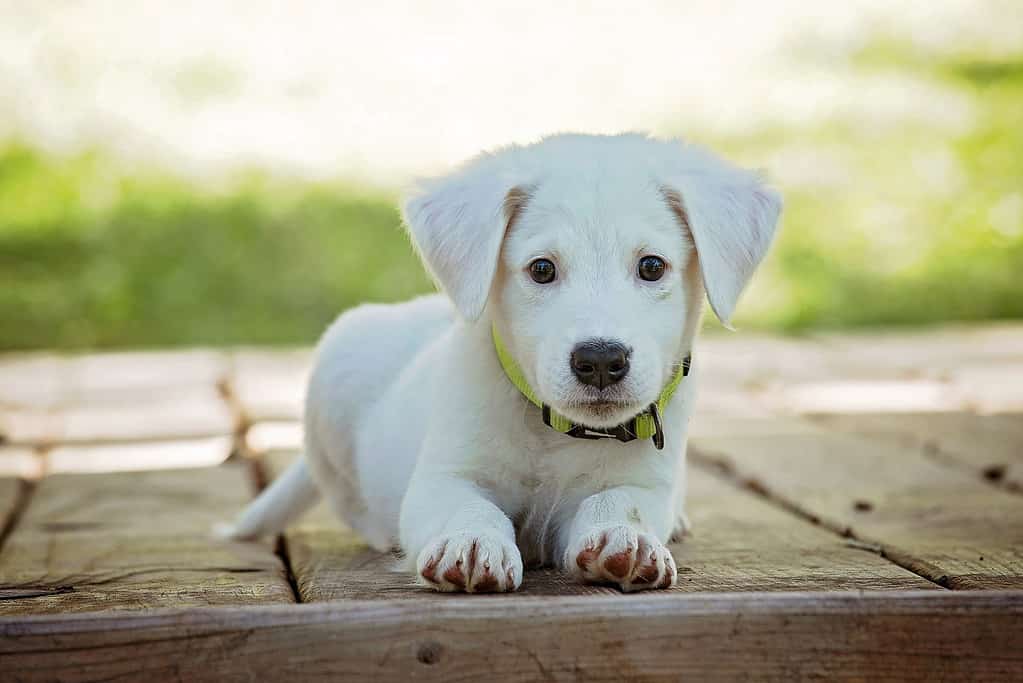 Puppy thrown out of daycare; dad's dogs