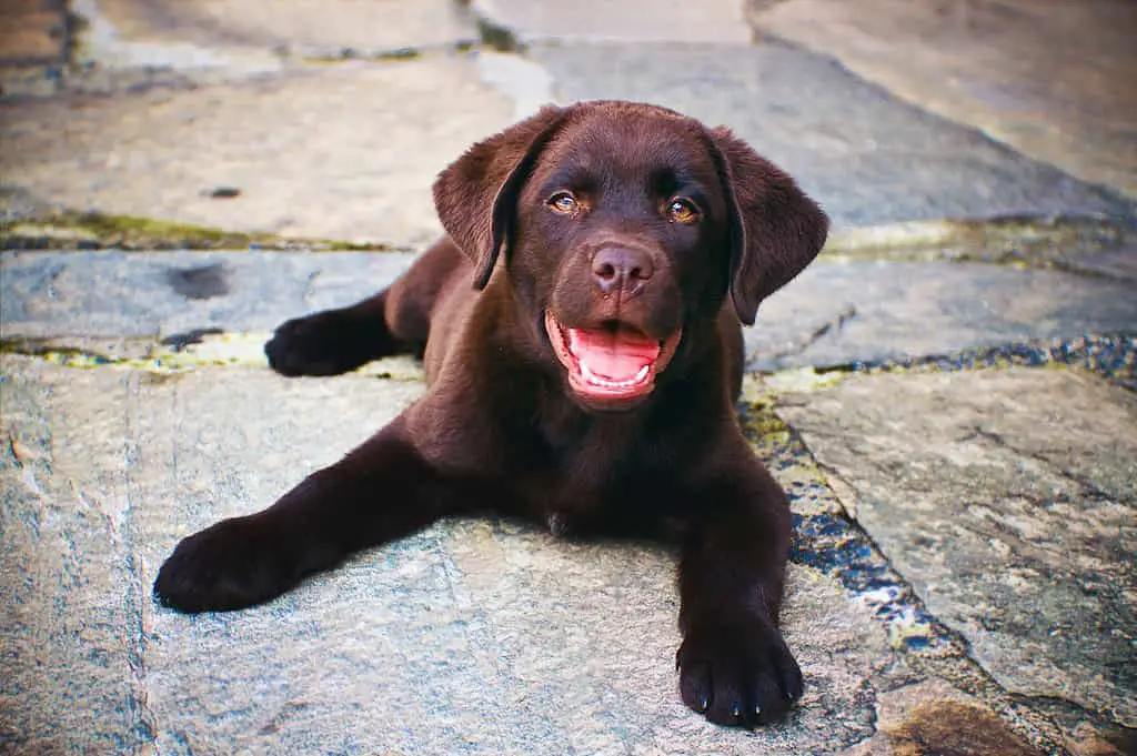 labrador behaviour problems