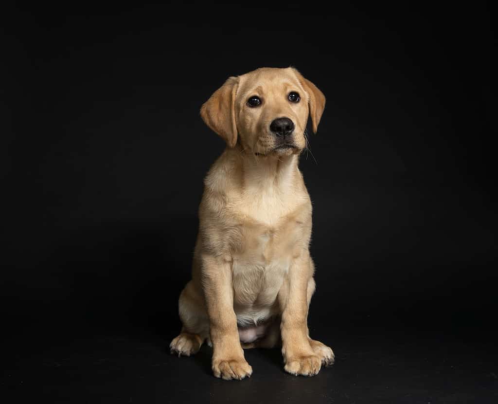 Lab Puppy; silver lab, older children