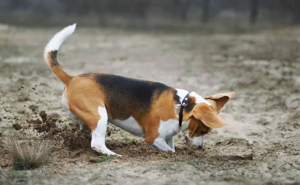 beagle dog vs labrador