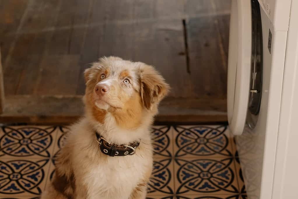 labrador cross australian shepherd