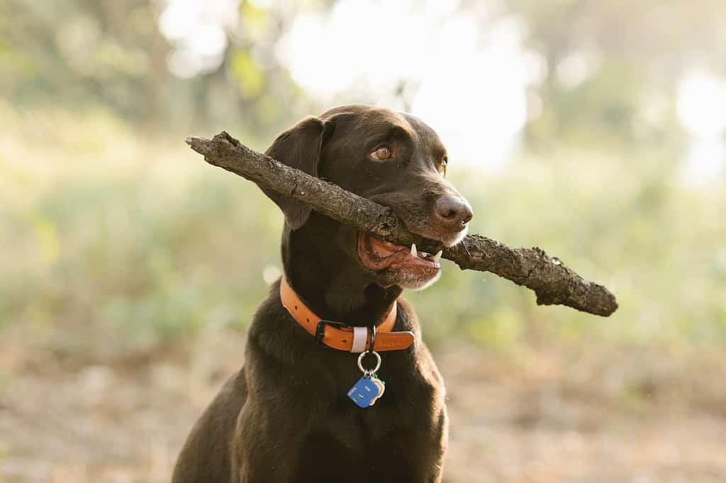 labrador retriever behavior by age