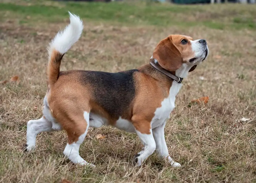 labrador beagle