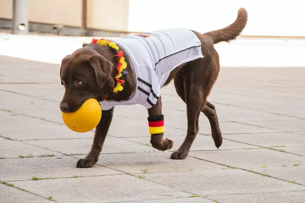 lab with docked tail