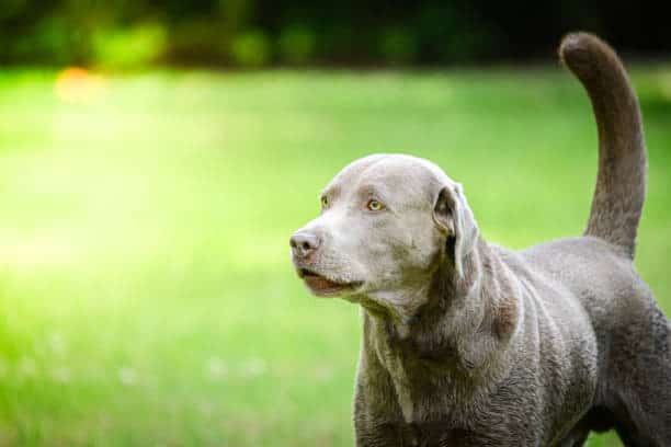 blue labrador dog