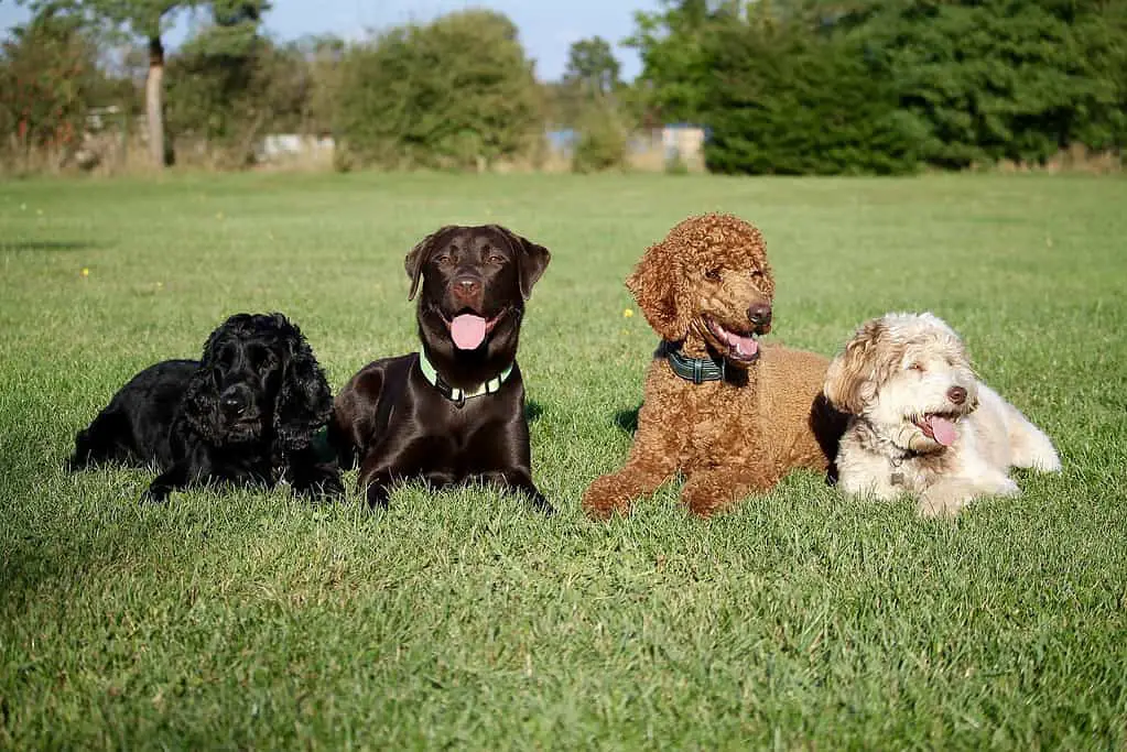 labrador vs poodle