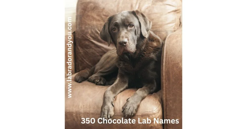350 Chocolate Lab Names