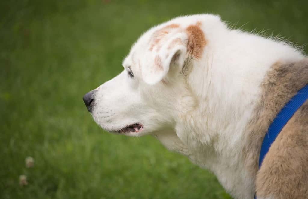 yellow lab australian shepherd mix