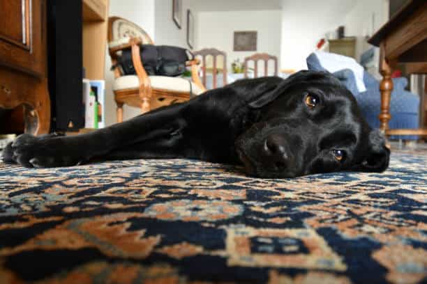 training a black lab puppy