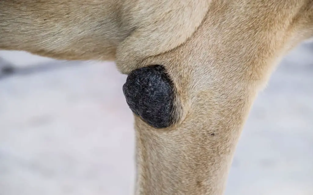 callus on dog elbow