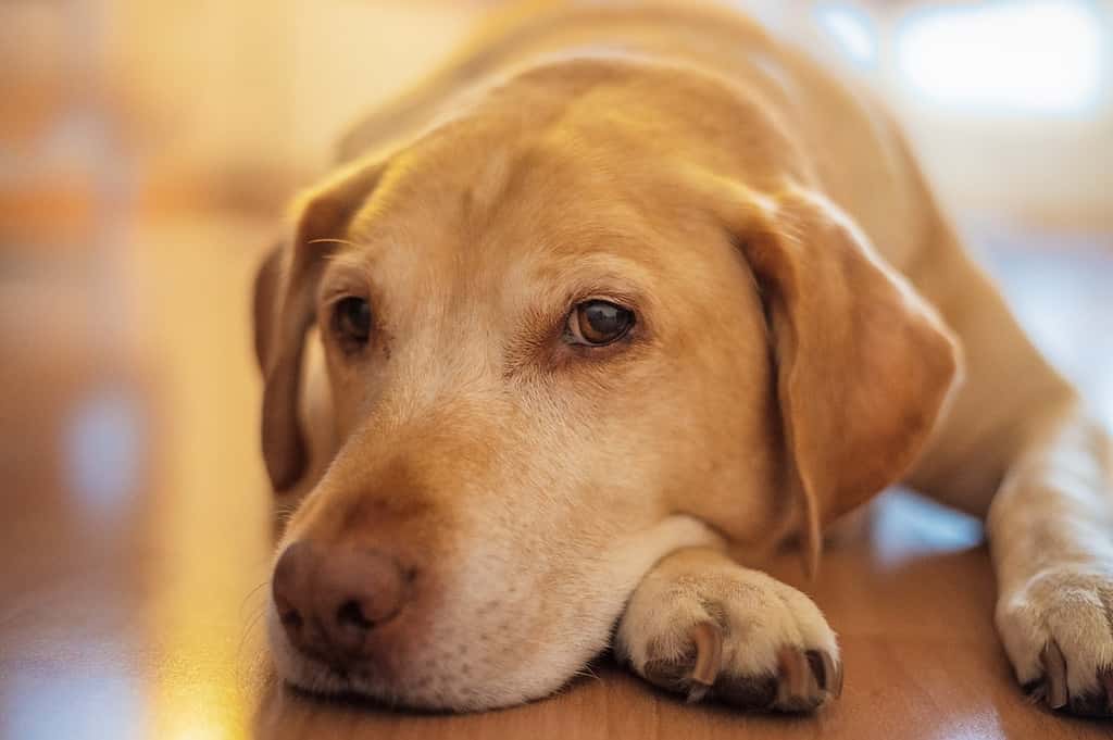 Lab Retriever for large game