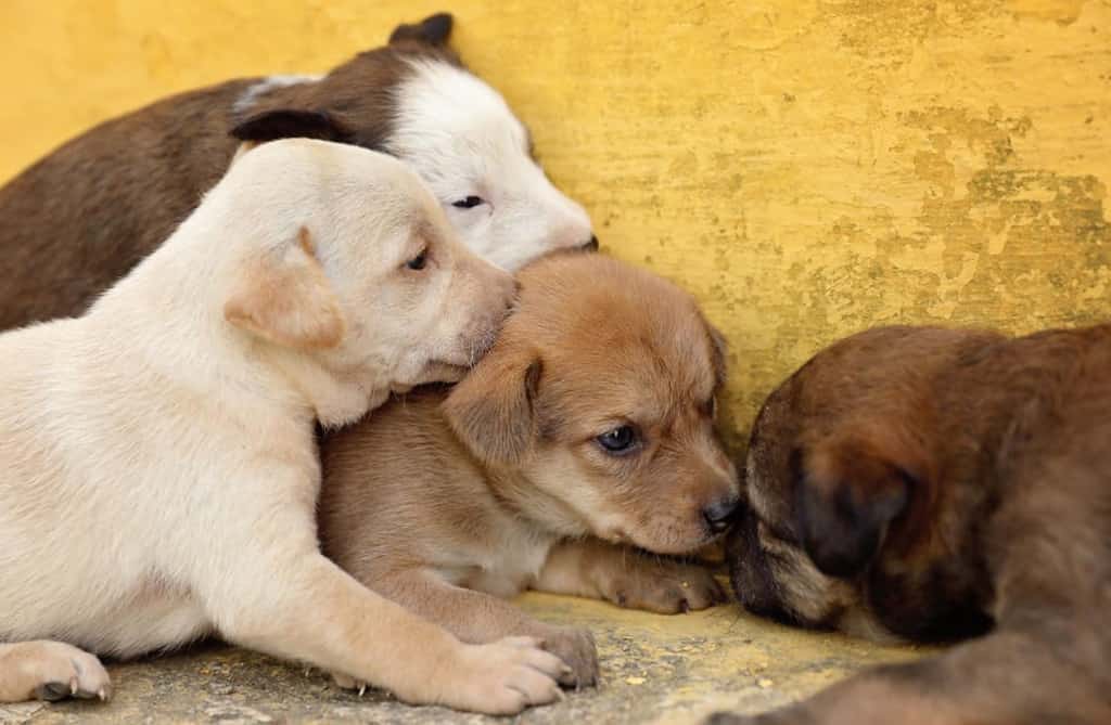 Puppy thrown out of daycare; doggy daycare