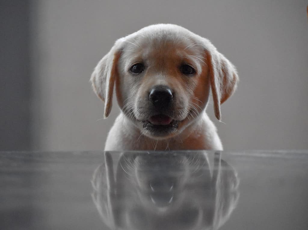 newborn labrador puppies