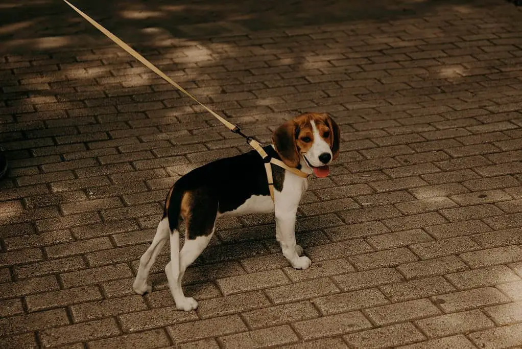 beagle labrador