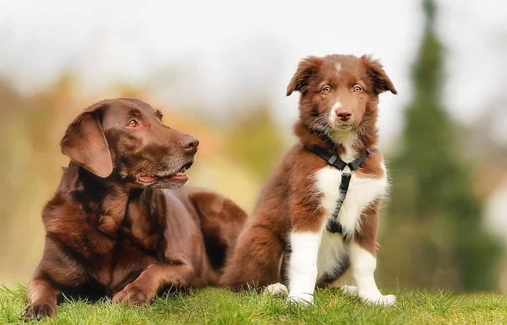 Border collie vs labrador retriever; Border collie; labrador retriever Border collie