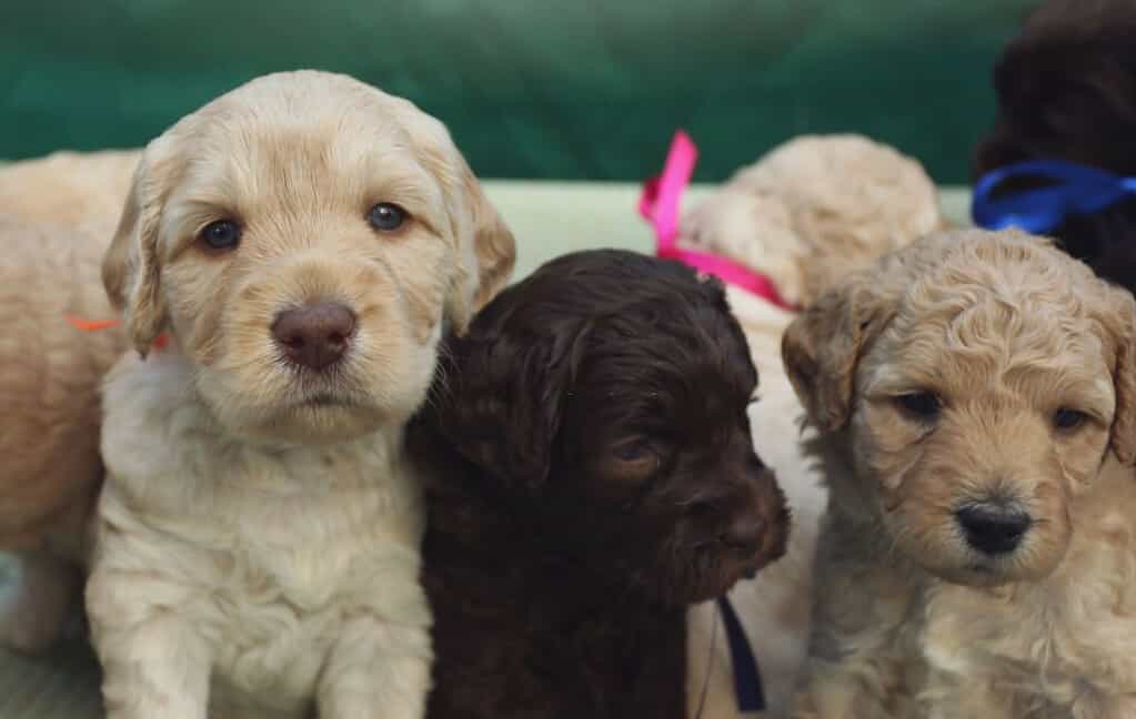 Poodle labrador retriever; labrador retriever poodle