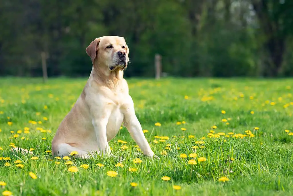 labrador retriever purebred