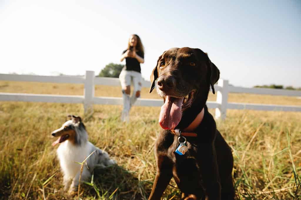 Border collie vs labrador retriever; Medium sized dogs