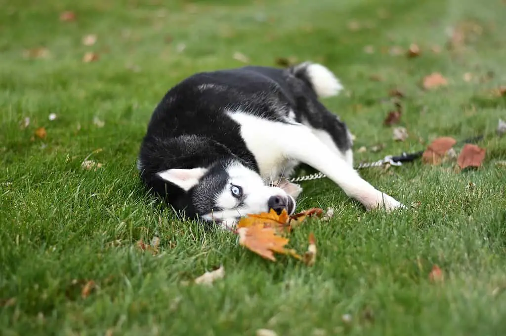 husky and labrador