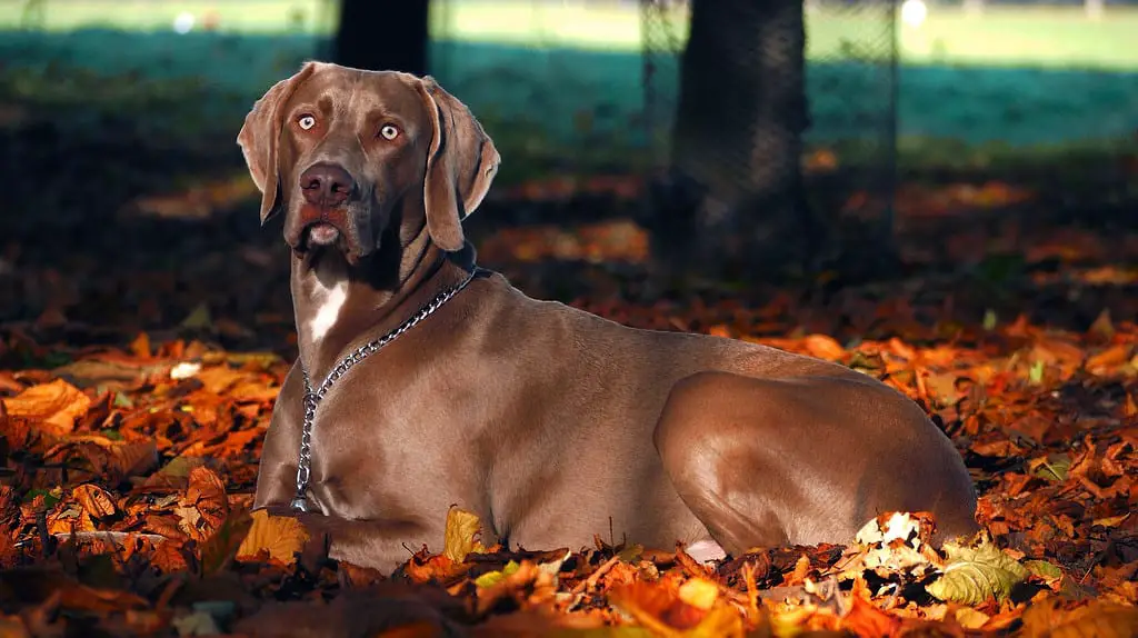 Weimaraner with docked tail; looks like silver lab dogs