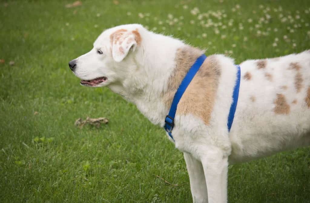 lab australian shepherd mix