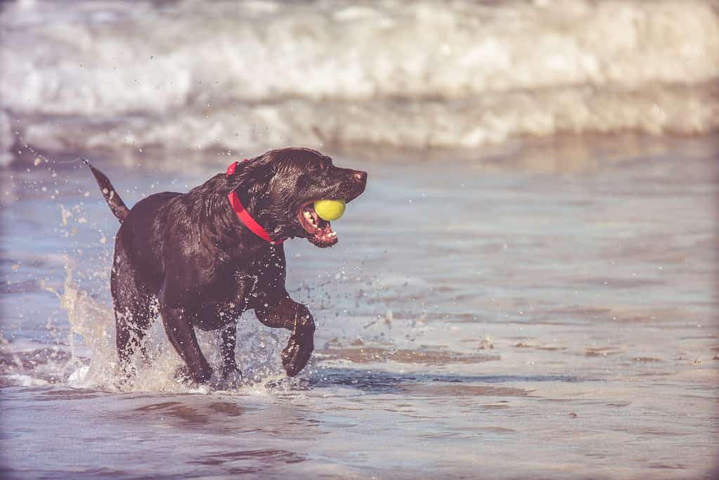 labrador 10 months