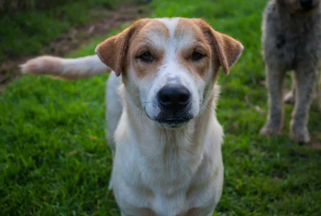 lab and aussie mix