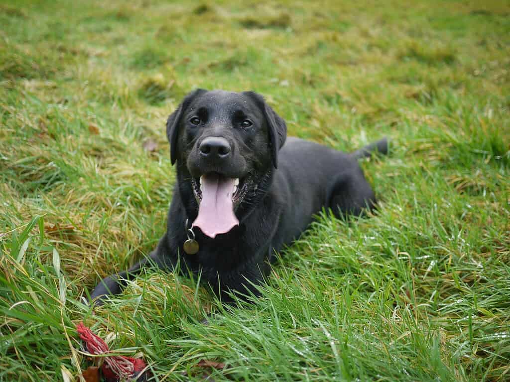 Labrador retriever dog breed needs proper training