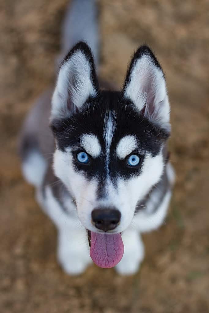 siberian labrador