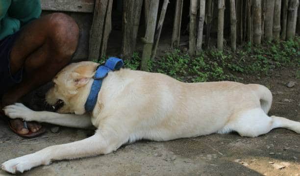 purebred labrador retriever