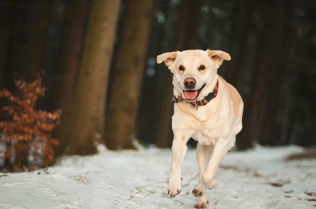 beagle and labrador