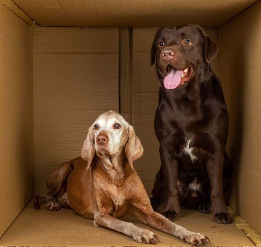 Vizsla vs labrador; Vizsla labrador retriever