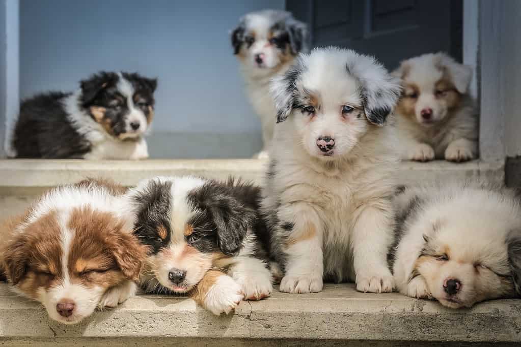 puppy thrown out of daycare for lying