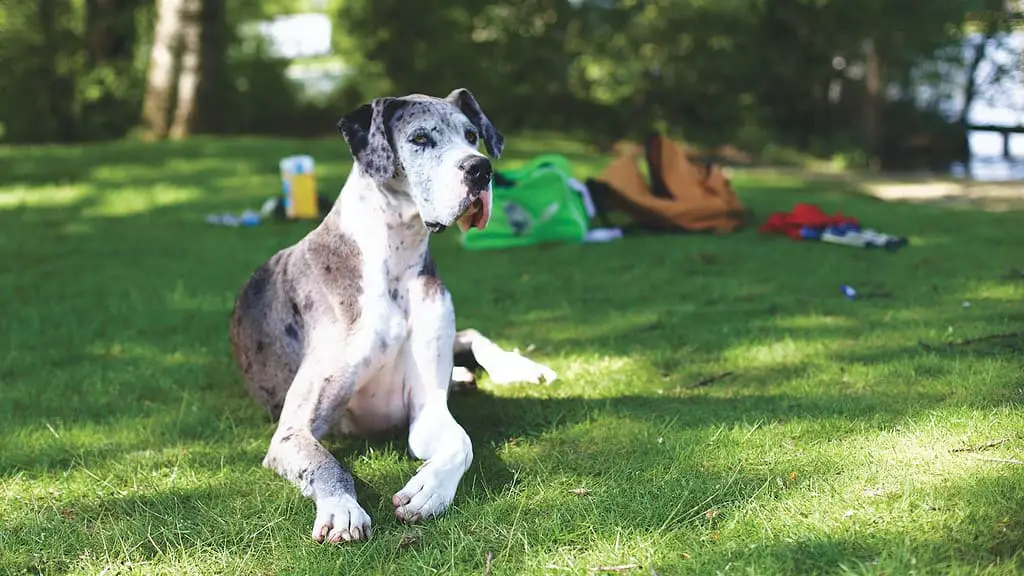 great dane vs labrador