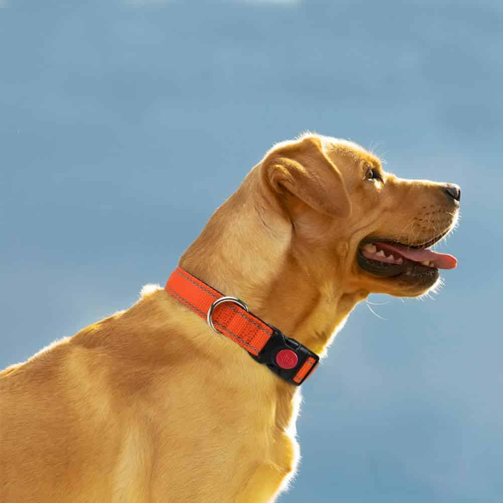 dog collar for labrador