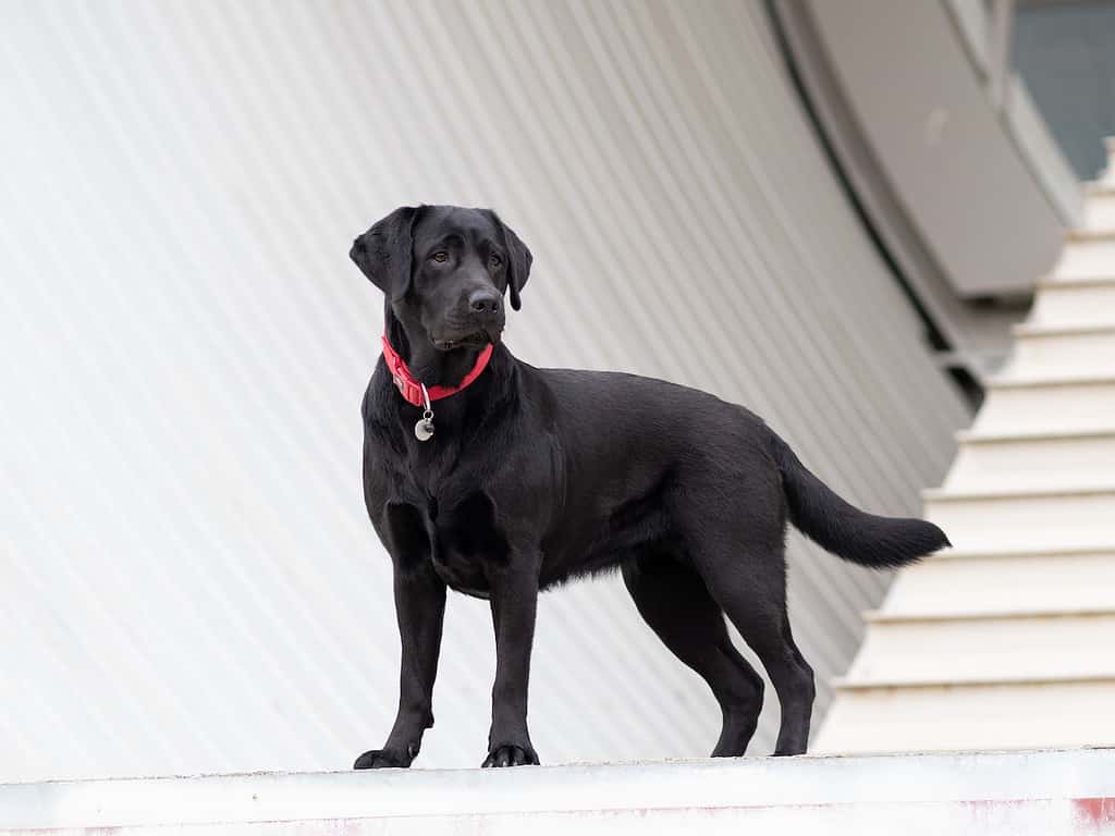 Labrador Retriever; Dalmatian vs labrador retriever; small town dog