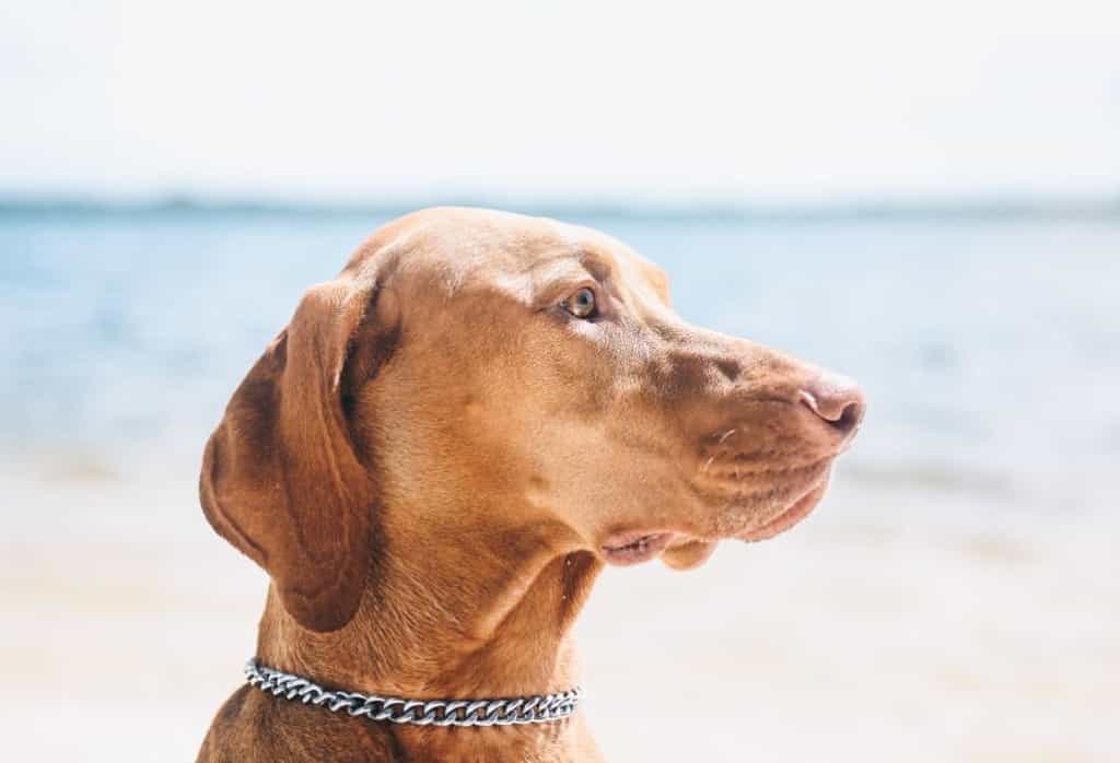 Vizsla dog vs labrador retriever