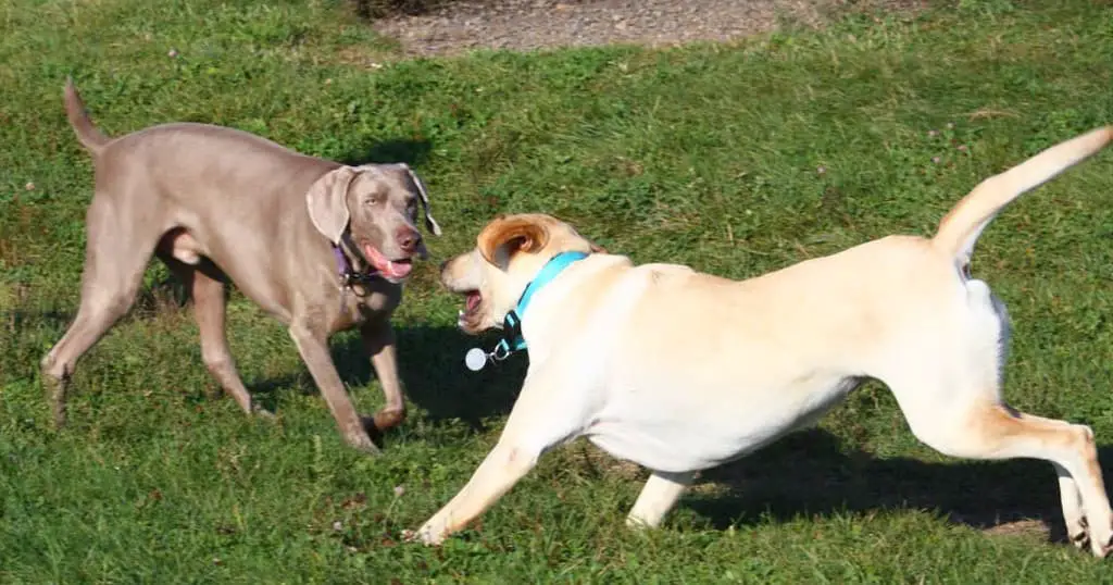 Labrador vs weimaraner; weimaraner's tail